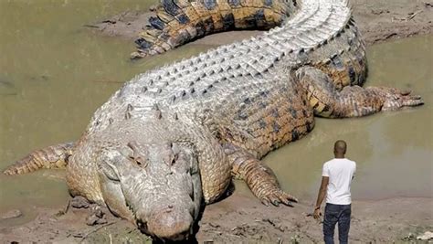 Decoding and Analyzing Dreams of a Crocodile Consuming Another Crocodile