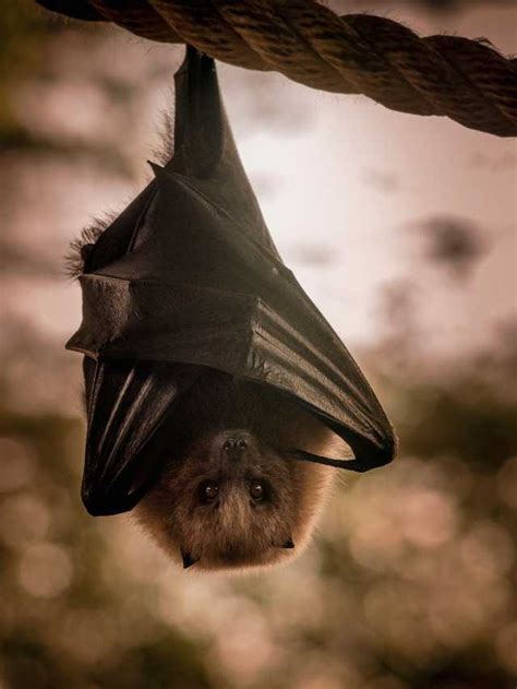 Decoding the Concealed Significance in Bat Dreams