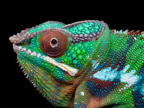 Decoding the Hidden Meaning Behind Confronting a Ferocious Reptile in Your Dreams