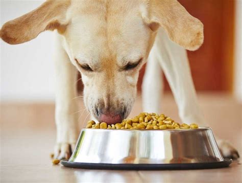 Decoding the Hidden Meanings: Unmasking the Enigmatic Messages of Culinary Canine Fantasies