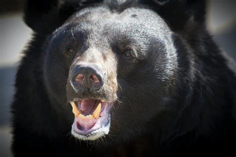 Decoding the Hidden Meanings in Dreams Involving Black Bears