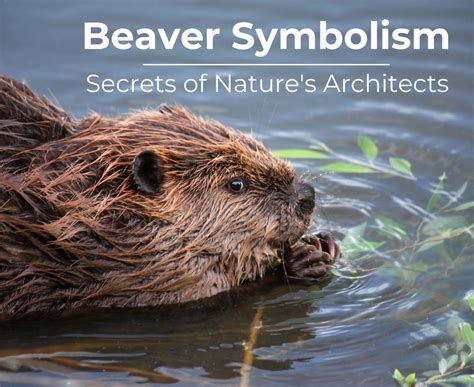 Decoding the Hidden Messages: Unveiling the Symbolism behind Beaver Bites