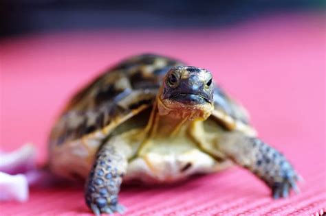 Decoding the Hidden Messages Behind Dreaming of Devouring a Tortoise
