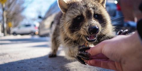 Decoding the Hidden Messages in Raccoon Bite Nightmares