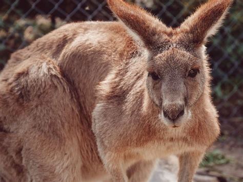 Decoding the Hidden Significance of Kangaroo Confrontations in the Realm of Dreams