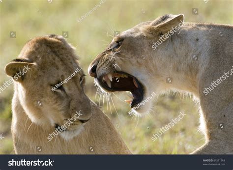 Decoding the Lioness Bite: Examining Aggressiveness, Dominance, or Protective Behavior