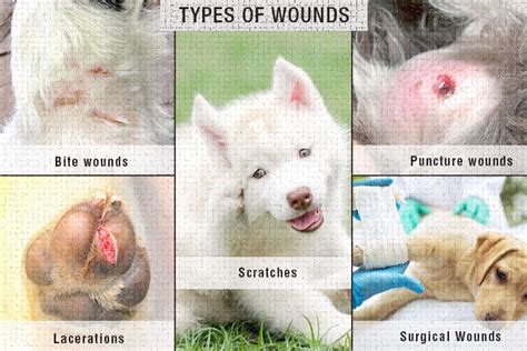 Decoding the Meaning Behind Varied Types of Pet Wounds in Dreams