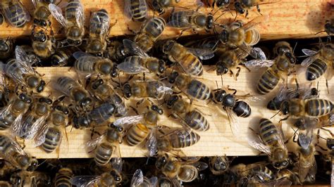 Decoding the Message Behind Persistent Bee Followers