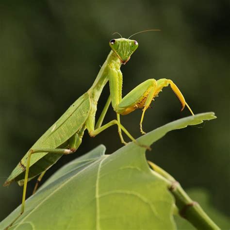 Decoding the Mystery: Unveiling the Significance of a Verdant Praying Mantis in One's Reveries