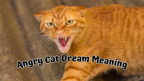 Decoding the Puzzle: Deciphering Dreams Involving an Irritated Feline
