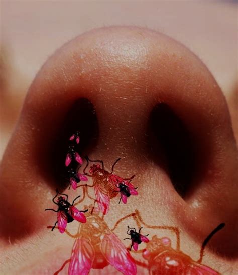 Decoding the Significance of Insects Hiding Inside your Nostrils
