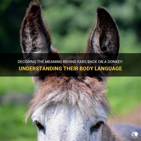 Decoding the Significance of a Donkey's Presence Indoors