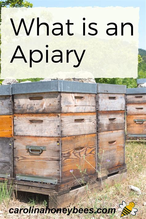 Decoding the Significance of an Apiary in Your Vision