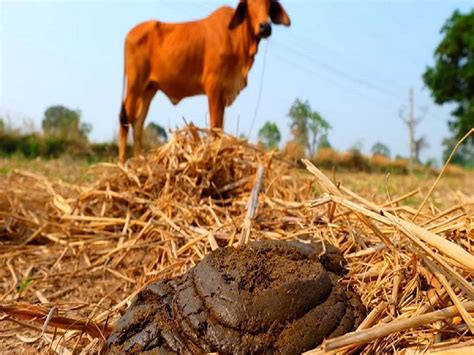 Decoding the Significance of dreams involving Cow Manure