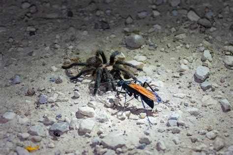 Decoding the Symbolic Language of Nightmares: Tarantula Attacks in Dreamscapes