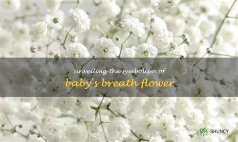 Decoding the Symbolic Messages: Unveiling the Meaning Behind Baby Breath Dreams