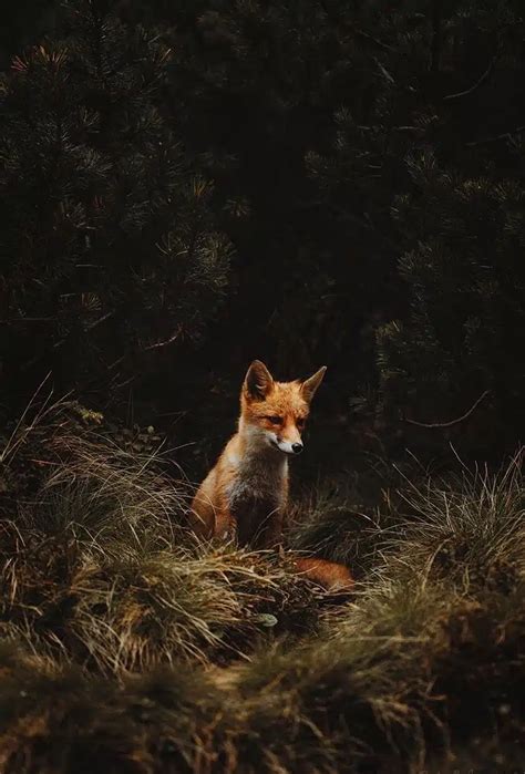 Decoding the Symbolism Behind Embracing a Fox in Your Dreams