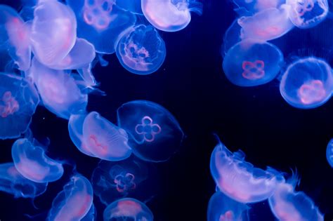 Decoding the Symbolism Within Dreams of Inanimate Jellyfish