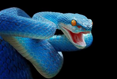 Decoding the Symbolism behind a Cobra's Venomous Bite in Dreams