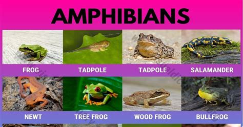 Decoding the Symbolism of Amphibian Creatures