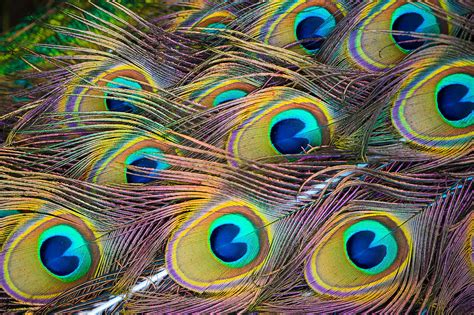 Decoding the Vibrant Hues and Intricate Designs within the Peacock's Plumage