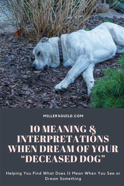 Decrypting the Spiritual Significance in Dreams Involving a Departed Canine Companion