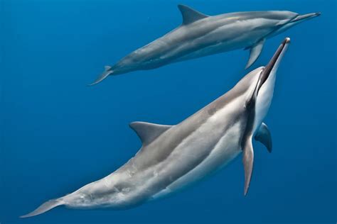 Deep Dive into Analyzing Dreams of Cetacean Termination: Personal Musings