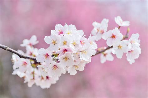 Delightful Expressions: Deep Significance Behind Popular Blossoms