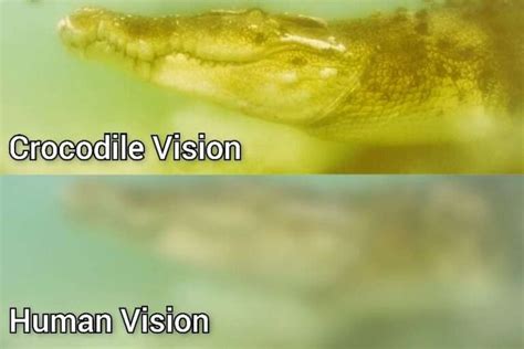 Delving into the Deep-seated Phobias Unveiled by the Crocodile Vision