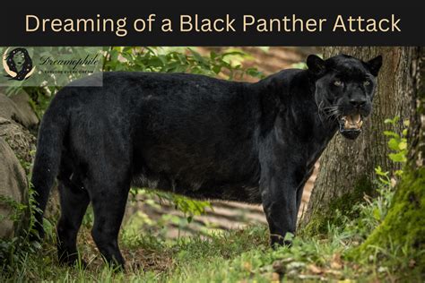 Delving into the Depths: Deciphering the Hidden Meanings of Panther Encounter Dreams