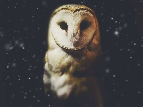 Delving into the Spiritual Significance of Owl Dreams