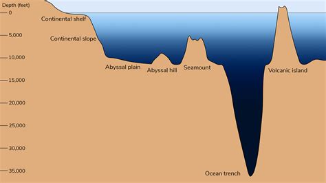 Designing Your Aquatic Sanctuary: Scale, Configuration, and Depht