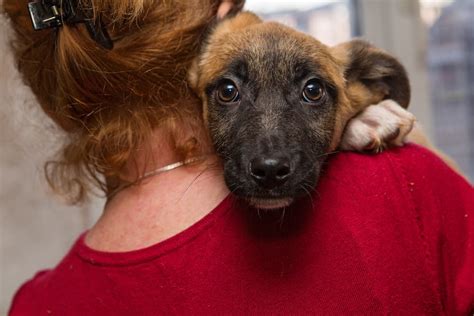 Discover the Advantages of Rescuing a Shelter Puppy