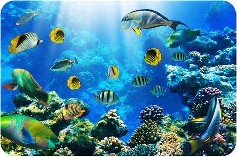 Discovering Various Species of Aquatic Life
