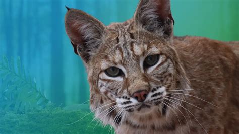 Discovering Your Inner Wildness: Embracing the Power of Bobcats as Spirit Animals