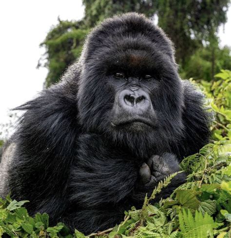 Discovering the Fascinating World of Gorillas: An Insight into an Enigmatic Species