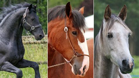 Discovering the Perfect Companion: Exploring Horse Breeds and Personalities