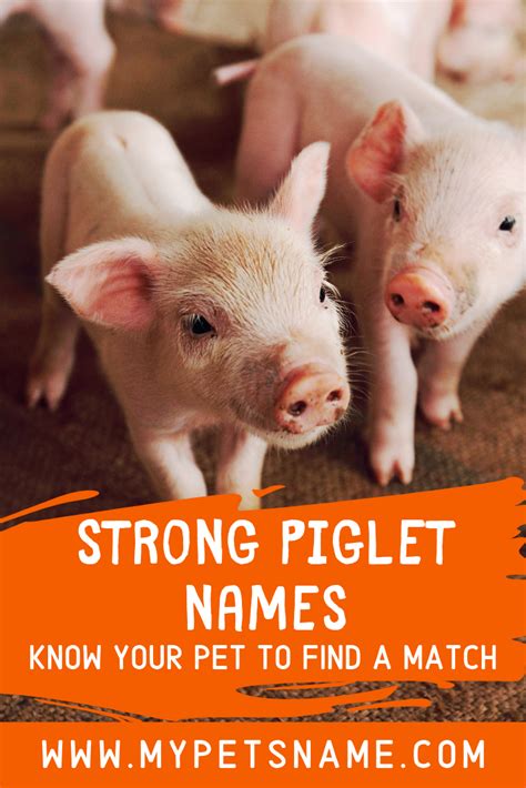 Discovering the Perfect Pig: Finding Your Ideal Match