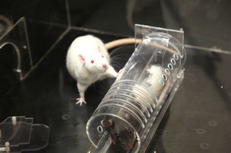 Discovering the Psychological Importance of Rat Nurturing
