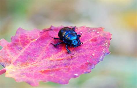 Discovering the Significance of Bug Colors: From Fear to Fortune