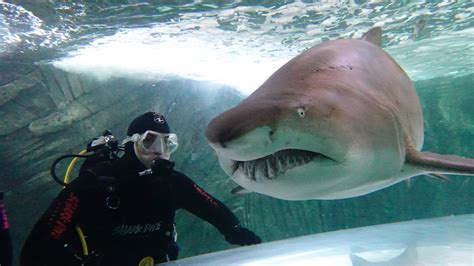 Dive into the Deep: Experiencing the Thrill of Shark Encounters