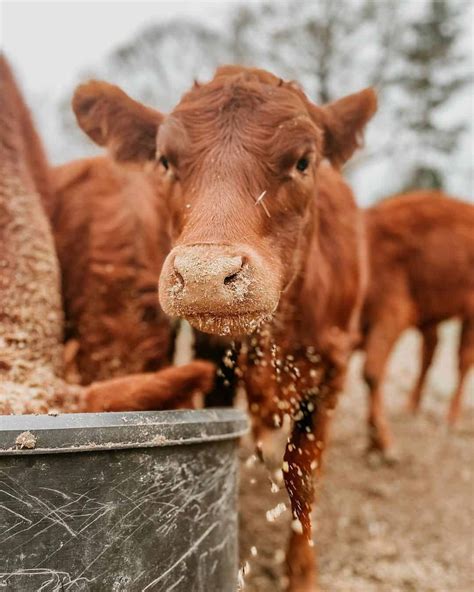 Diverse Explanations of Dreaming about Cows While Expecting