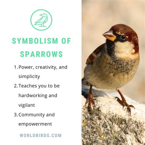 Diverse Explications of the Sparrow Connotation