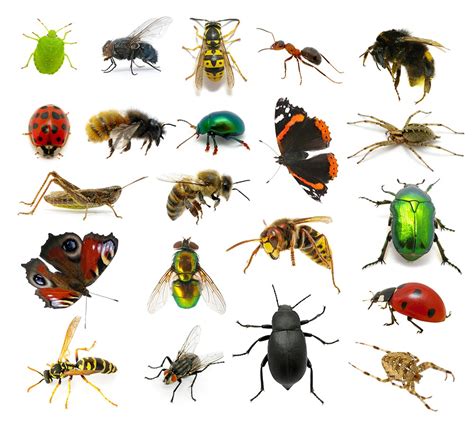 Diverse Kinds of Insects and Their Significance in Dreams