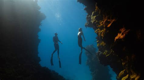 Diving Into the Mind of a Majestic Ocean Guardian