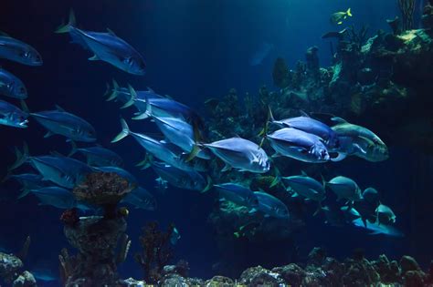 Diving into Filth: Exploring the Dark Depths of the Aquarium