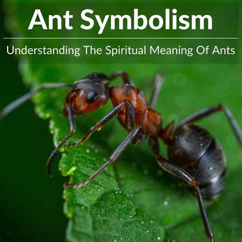 Diving into the Depths: Exploring the Symbolism of Ant Cleaning in Dreams