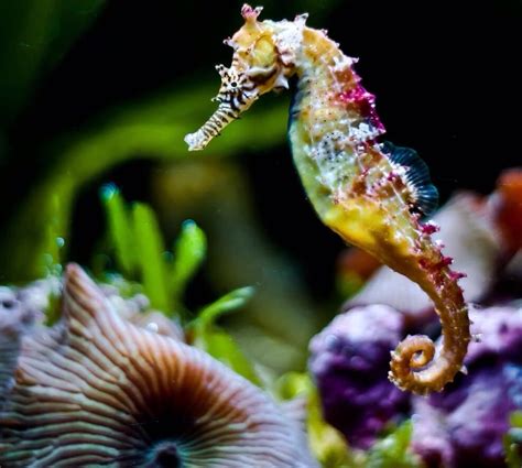 Diving into the Depths: Unveiling the Mysteries of the Majestic Seahorse