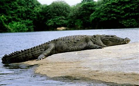 Diving into the Depths of the Dream: Exploring the Symbolism Behind the Giant Crocodile