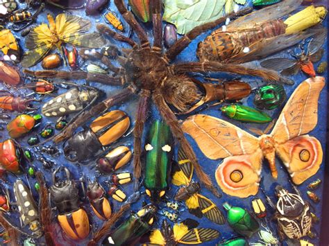 Diving into the Intricate Symbolism of the Enormous Insect